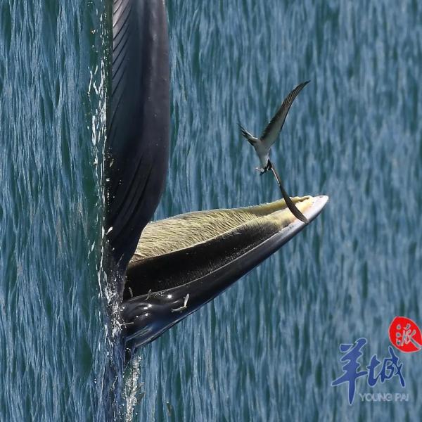 高清大图定格“鱼鸟之恋”：布氏鲸连续一周打卡深圳大鹏湾
