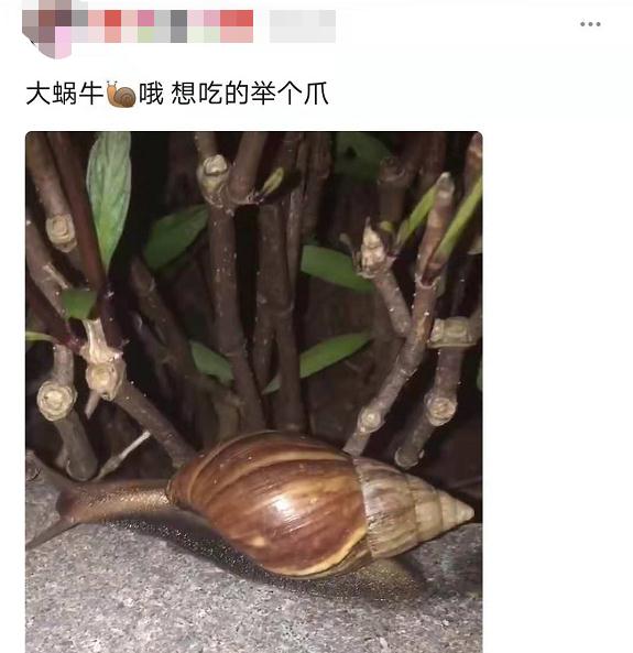 注意！广东雨后出现的这种大蜗牛，千万别碰！
