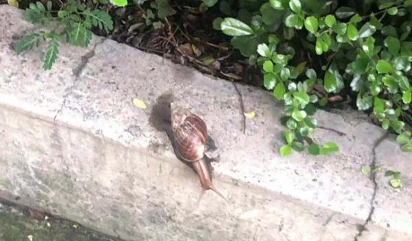 注意！广东雨后出现的这种大蜗牛，千万别碰！