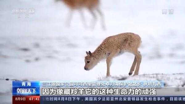 我国藏羚羊种群从不足7万增至约30万只