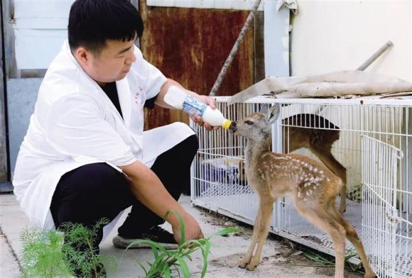 野生狍子角价值图片