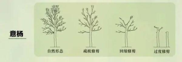 上海市民修剪自己买的树被罚14万元，权威部门回应来了！