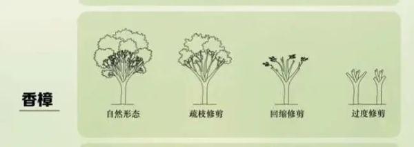 上海市民修剪自己买的树被罚14万元，权威部门回应来了！