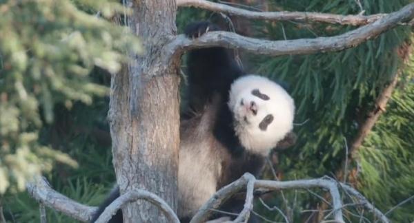 秦剛大使向美國國家動物園大熊貓小奇蹟致週歲生日祝福