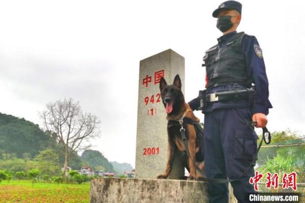 广西中越边境训犬员与“儿子”军刀：驻守边关奋战疫情防控一线