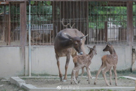 青海赠送白唇鹿在北京成功繁育