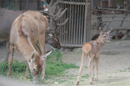 青海赠送白唇鹿在北京成功繁育