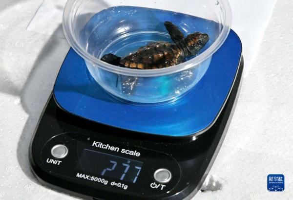 国家一级保护动物蠵龟在青岛首次人工孵化成功