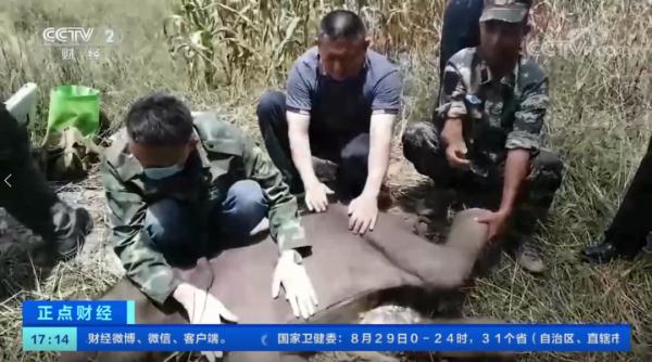 “文文”挺住！云南西双版纳出生6天小象遭象群遗弃，生命垂危之际被救助