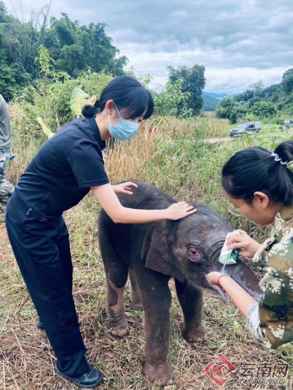 “文文”挺住！云南西双版纳出生6天小象遭象群遗弃，生命垂危之际被救助