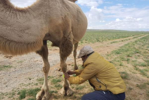 再也不怕走夜路了！内蒙古草原上的骆驼戴上了反光腿带