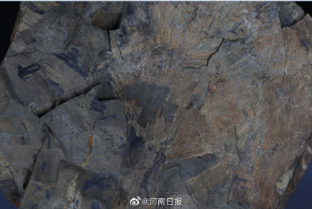 蓝藻化石图片图片