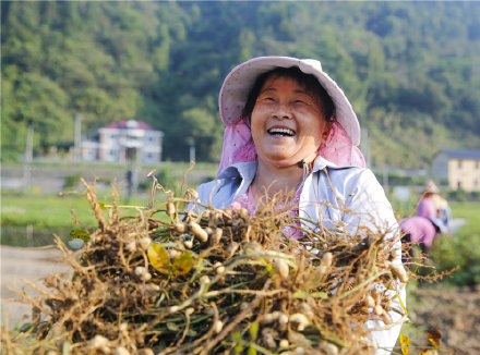 日前,淳安縣文昌鎮王家源村的智慧農場40多畝花生進入收穫季,機械