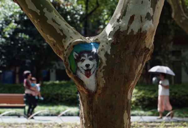 上海：创意养护 美化公园树洞