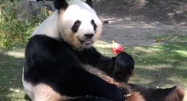 一對雙胞胎大熊貓幼崽在西班牙馬德里動物園出生