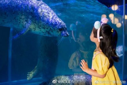 9月10日 教师0元预约免费游武汉海昌极地海洋公园