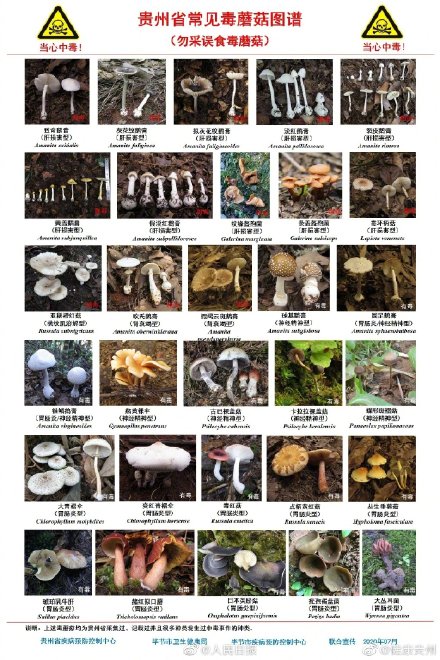 这些是我国各地常见毒蘑菇