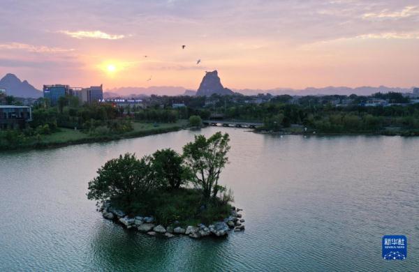 近日,不少鹭鸟飞至广西柳州市柳江区岜公塘湿地公园,形成城市里一