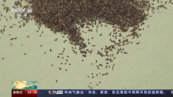 窥探种子“银行” 为野生生物建一个安全的“家”