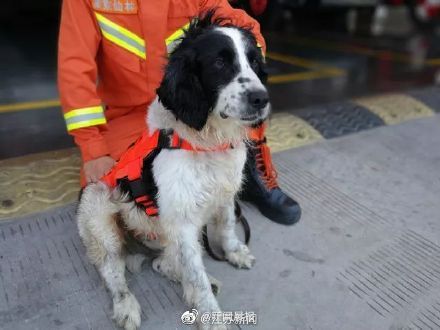 汶川地震最后一只搜救犬离世 一路走好!