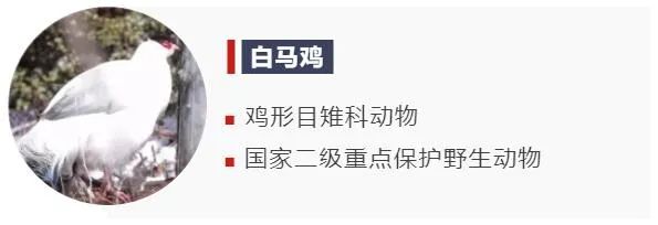 上 白馬雞正為填飽肚子而忙碌著 它靈動的身影打破了林中的寧靜