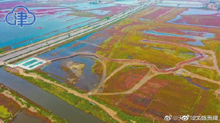 在天津也能看大美“红海滩”！大港油田碱蓬草观景长廊国庆期间建成投用