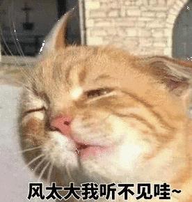 地震台风猫咪表情包图片