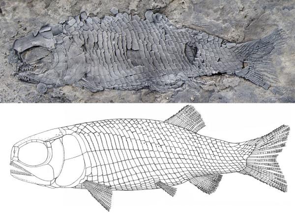 云南发现一种2亿多年前的“稀有”动物，它是谁？