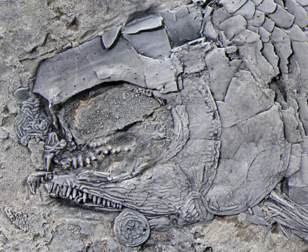 云南发现一种2亿多年前的“稀有”动物，它是谁？