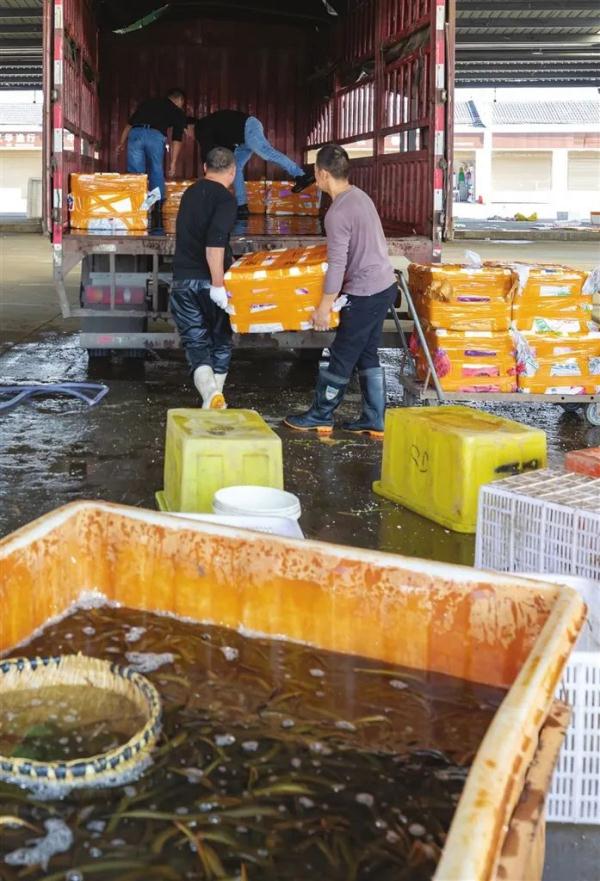 仙桃已成为全国最大的黄鳝贸易市场