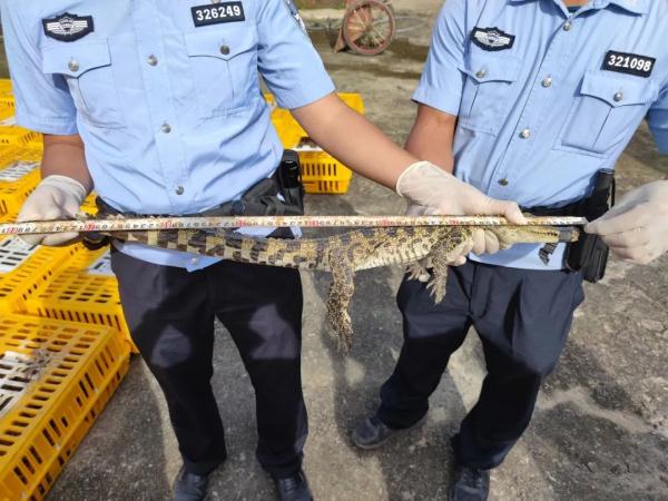 广西查获1200条走私活体鳄鱼，清点时占满大半个场地