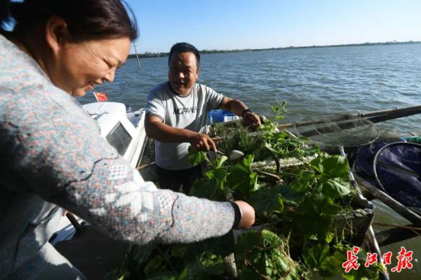 这对夫妻在“孤岛”上守护武湖25年