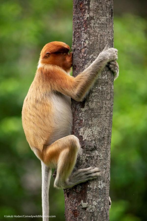 猴子抱树图片大全图片