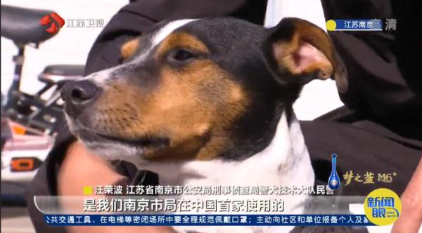 小身材有大能量！中国最小号警犬养成记
