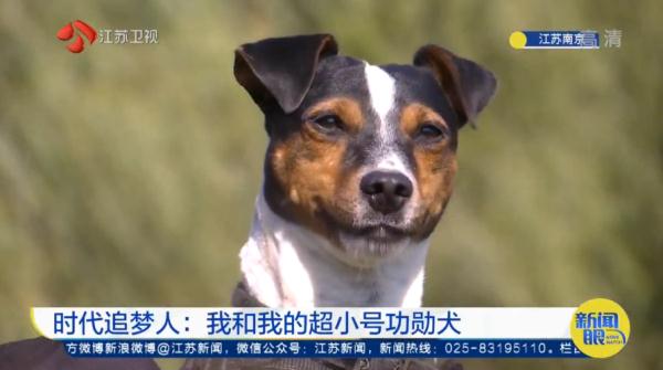 小身材有大能量！中国最小号警犬养成记