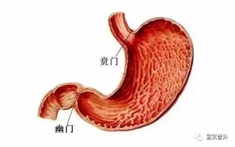 胃部详细示意图图片