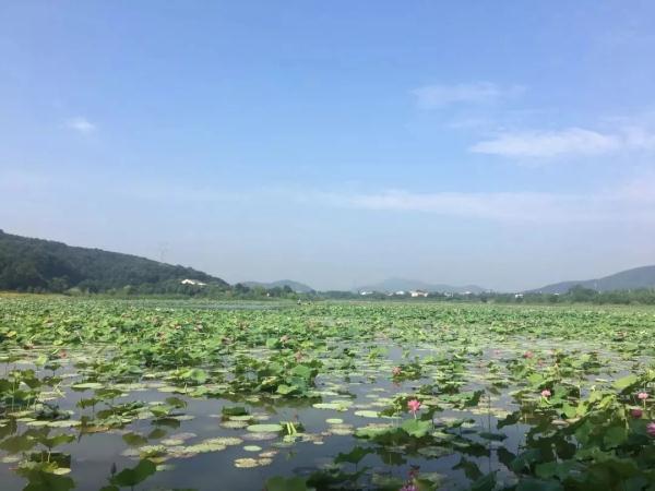 挖藕！从田间到热汤，有多少天气的智慧？