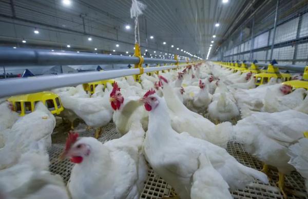 真·吃鸡自由！国产白羽肉鸡新品种培育成功