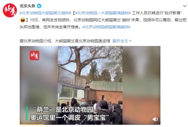 北京动物园一大熊猫翻墙“越狱” 工作人员对其“批评教育”
