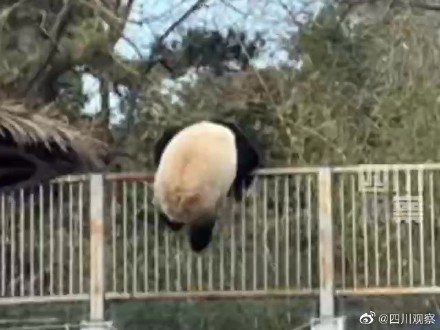 可爱！大熊猫爬墙越狱撞脸成都网红熊猫