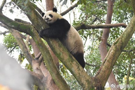 可爱！大熊猫爬墙越狱撞脸成都网红熊猫