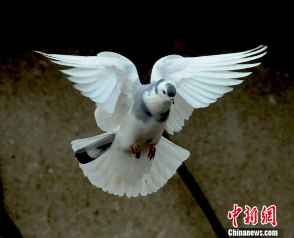 迎新年放飞和平鸽源于何时？带你了解“和平鸽”的前世今生