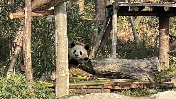 扩散！成都看熊猫，又多了一个好去处