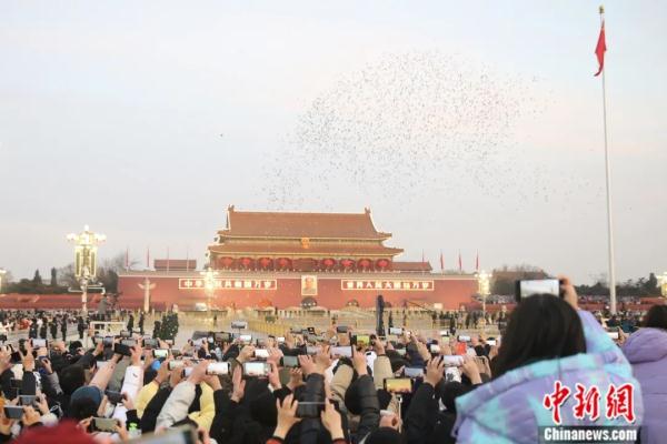 迎新年放飞和平鸽源于何时？带你了解“和平鸽”的前世今生