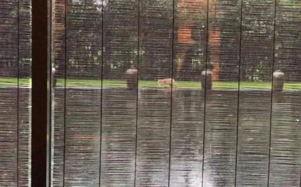 惊吓!五星级酒店老鼠跳上餐桌 惊吓!五星级酒店老鼠跳上餐桌