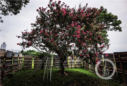 重庆这株330岁“紫薇”喜提新版“身份证”
