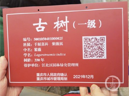 重庆这株330岁“紫薇”喜提新版“身份证”