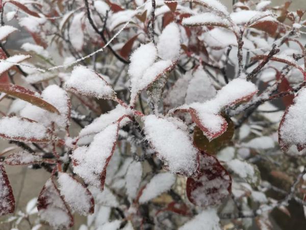 2022年杭州的第一场雪来了