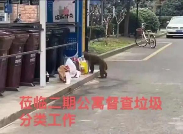不只一只！上海多地惊现“大师兄”，五六个保安都没有抓住...