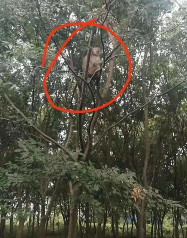 不只一只！上海多地惊现“大师兄”，五六个保安都没有抓住...